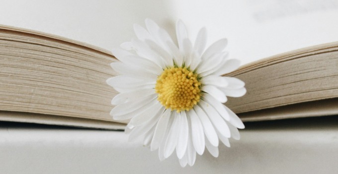 Daisy in an open book.