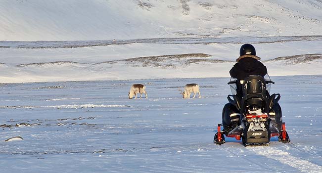 Reindeers and a snowmobile at Svalbard.