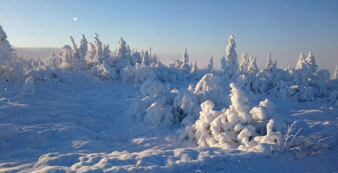 Skog i vinterskrud.