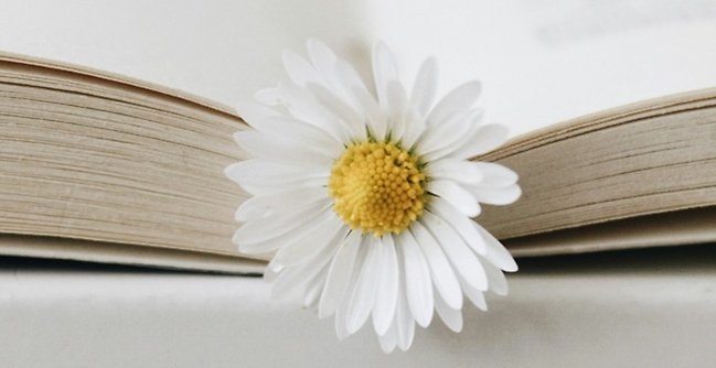 Daisy in an open book.