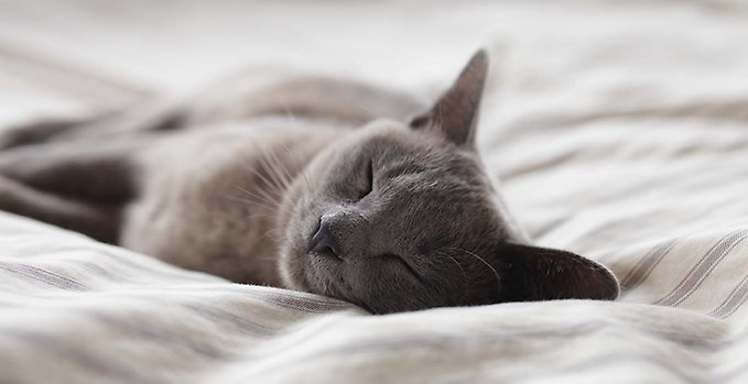 Katt som sover